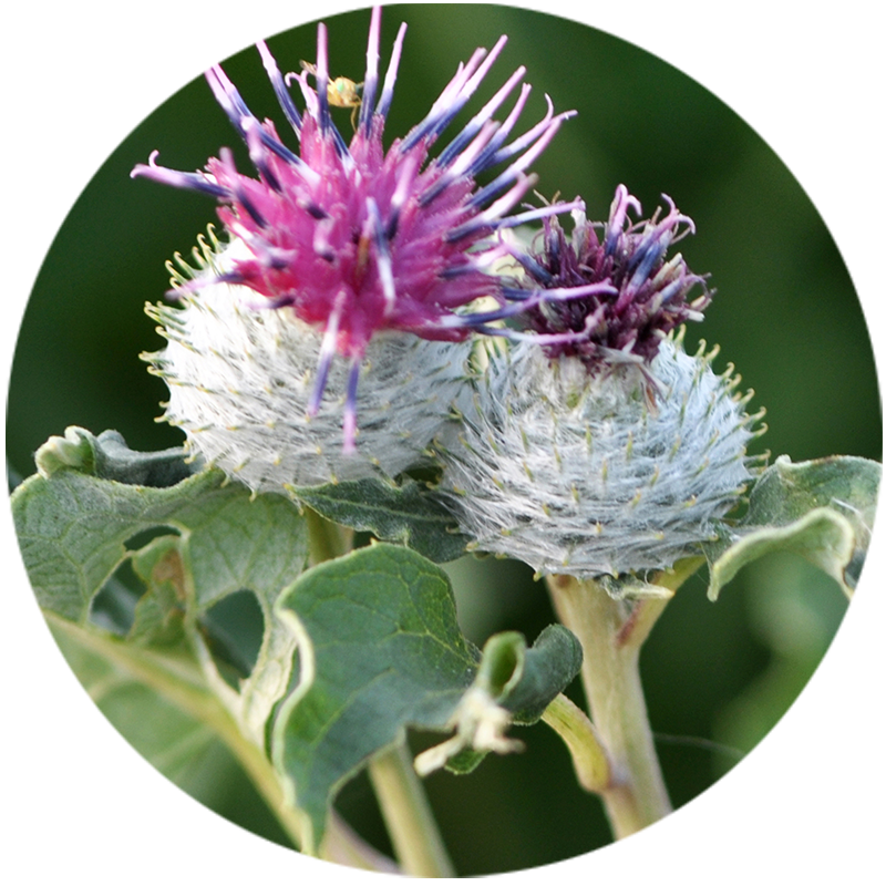 Neolastin-Skincare-Ingredient-Equibiome